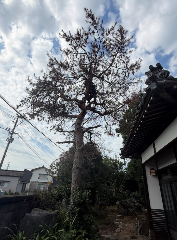 の画像